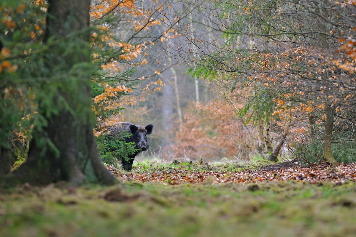 Wild boar (Sus scrofa), Tusker, Germany, Europe Bei einem Wildschwein im Landkreis Dillingen wurden Antikörper gegen das Virus der Aujeszkyschen Krankheit nachgewiesen.