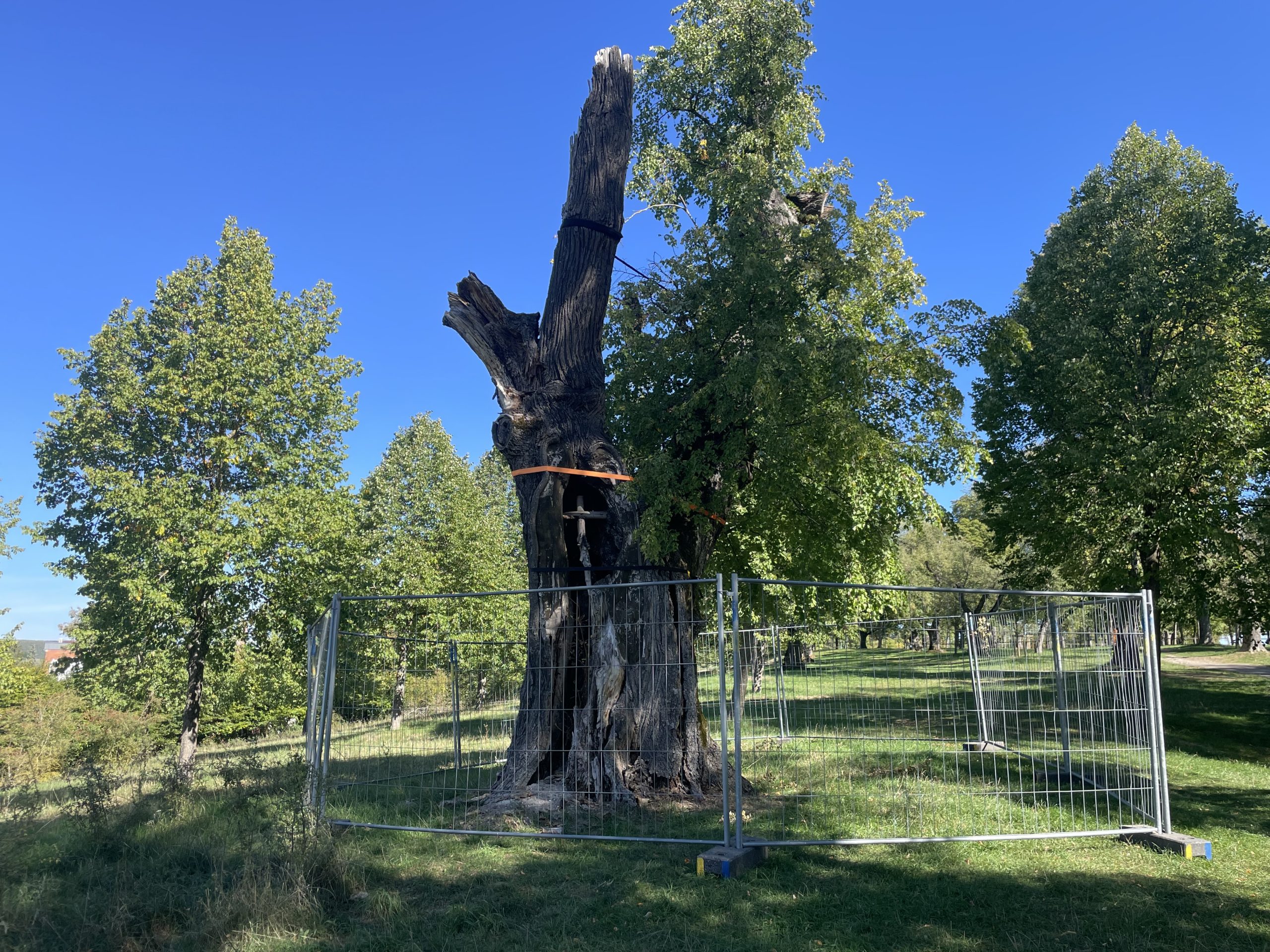 Ein Naturdenkmal: Die Linde auf dem Schießberg musste eingezäunt werden.