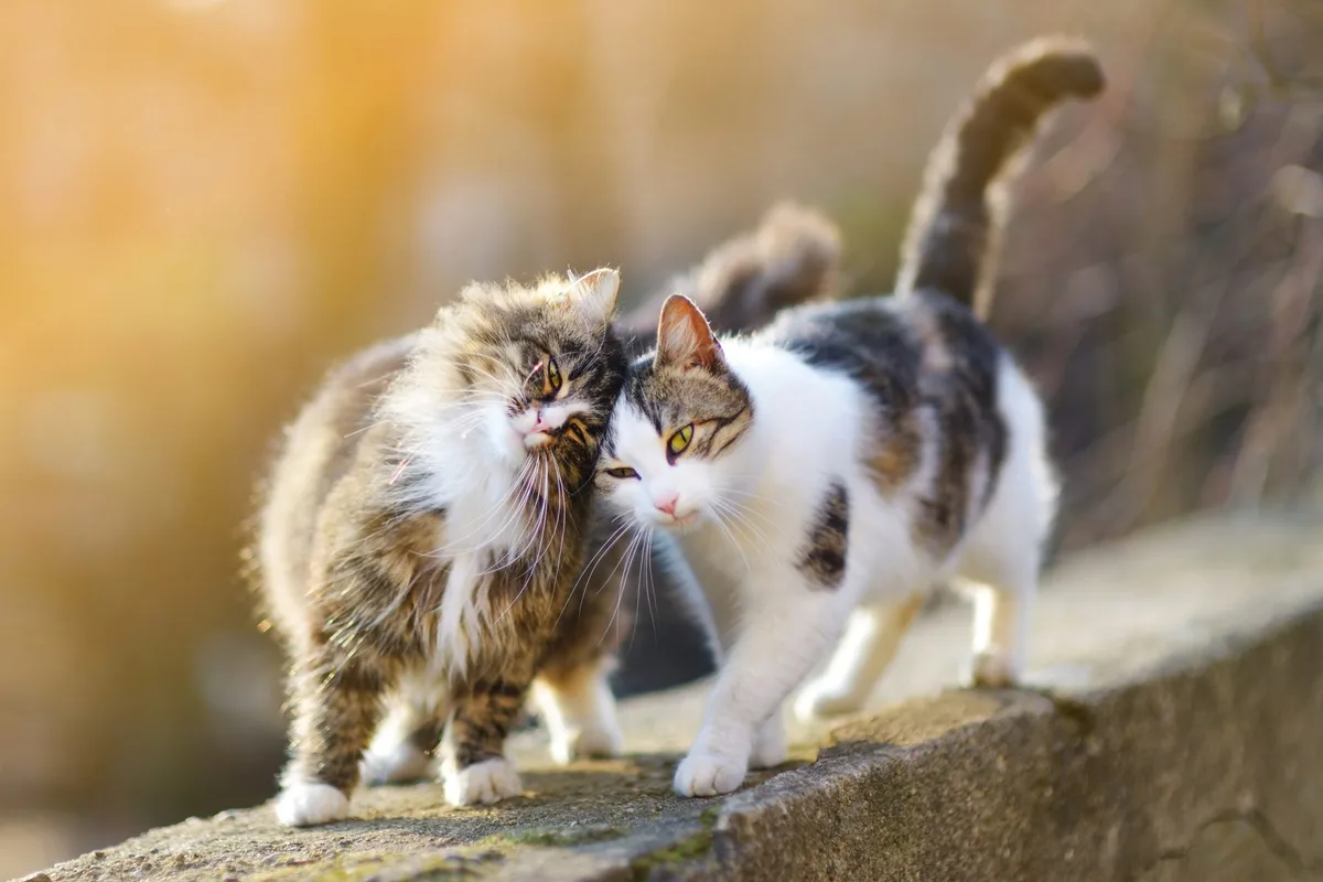 Die Verordnung gilt für alle Halterinnen und Halter von frei laufenden Katzen im Stadtgebiet.