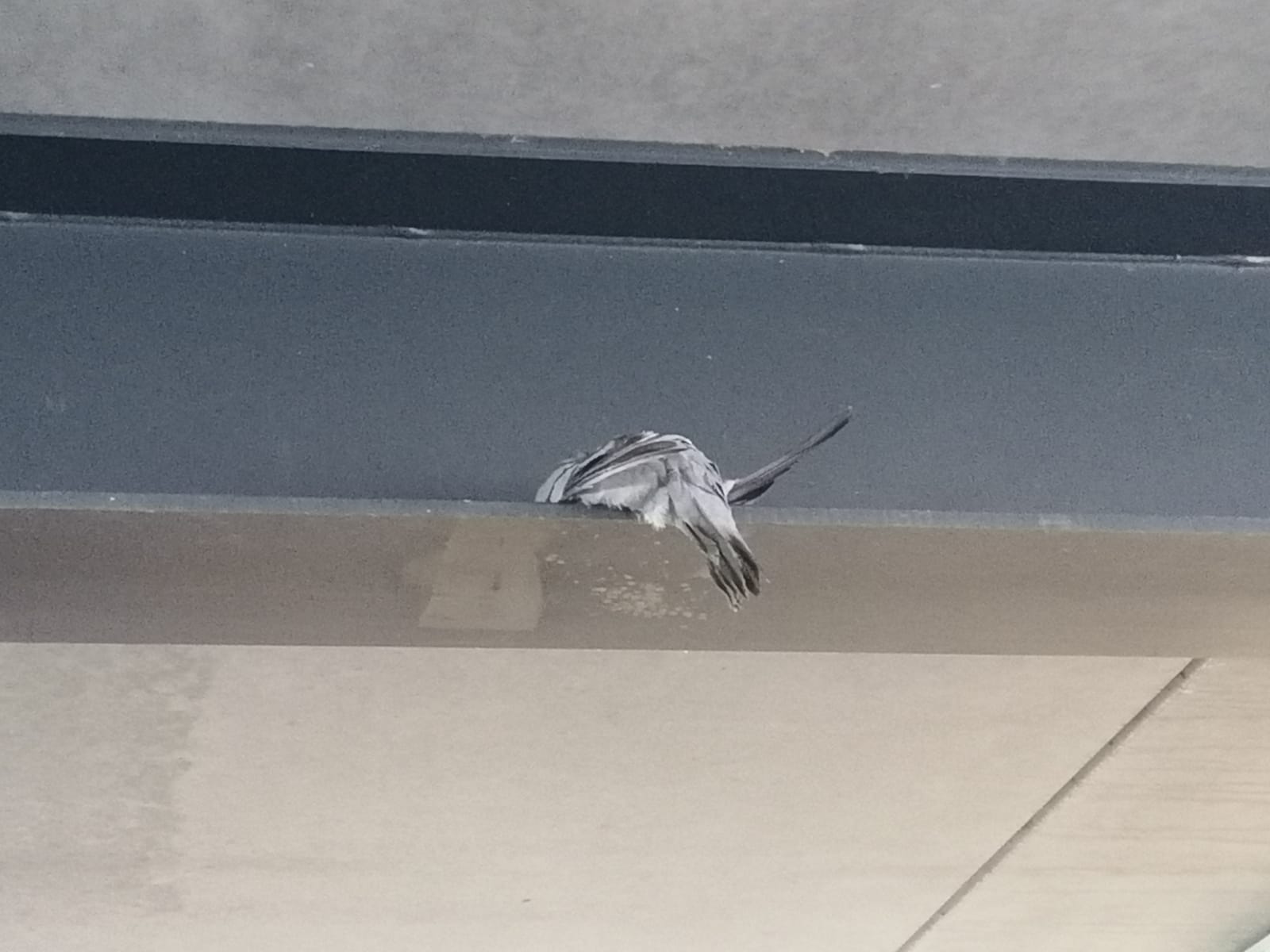Für diese Taube kam am Wochenende im Parkhaus des Heidenheimer Rewe jede Hilfe zu spät.