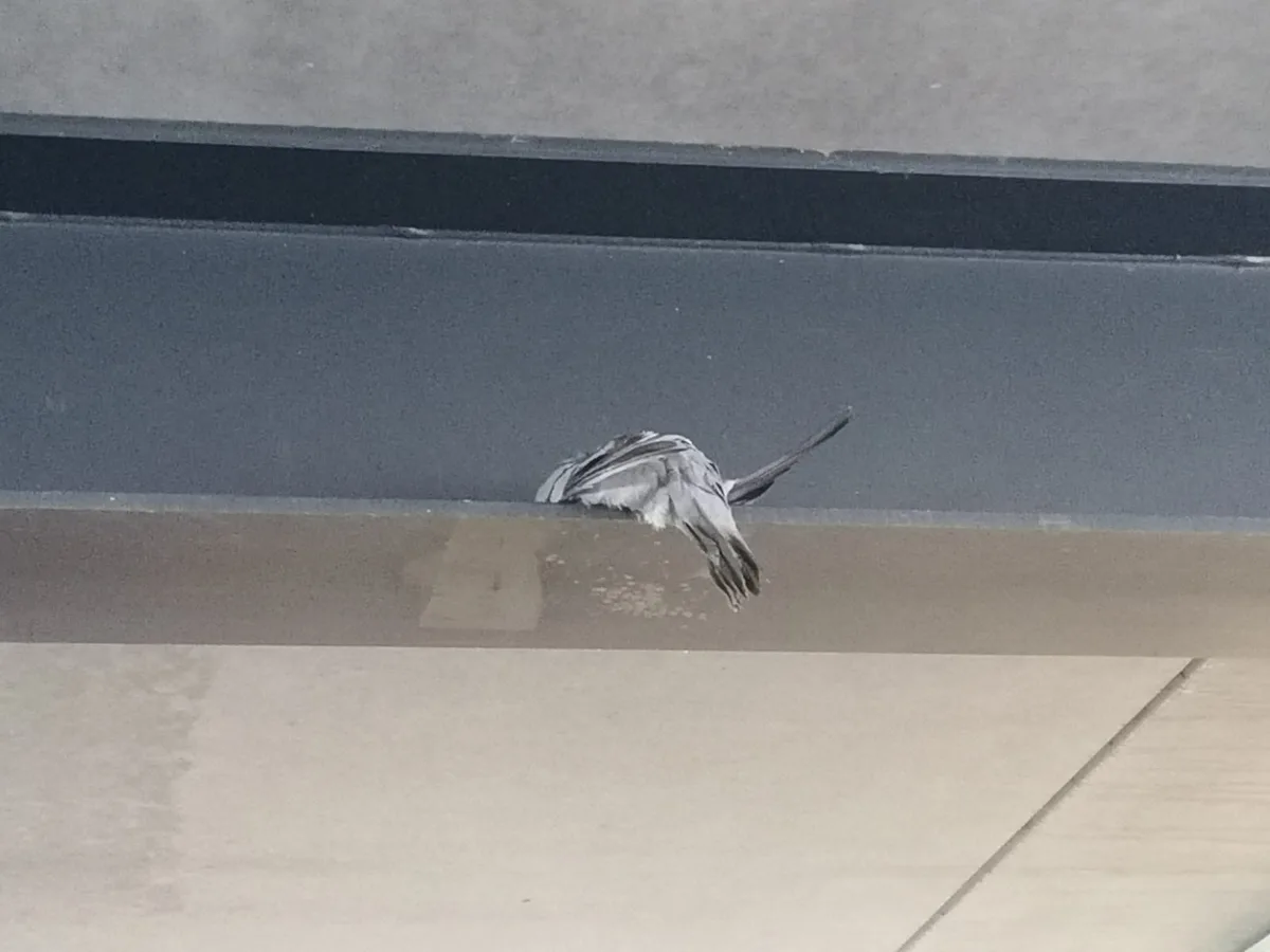 Für diese Taube kam am Wochenende im Parkhaus des Heidenheimer Rewe jede Hilfe zu spät.