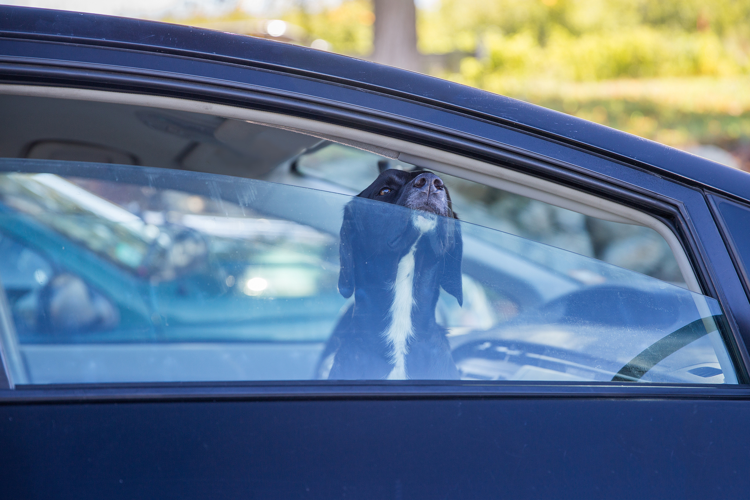 Hund im Auto, Symbolfoto
