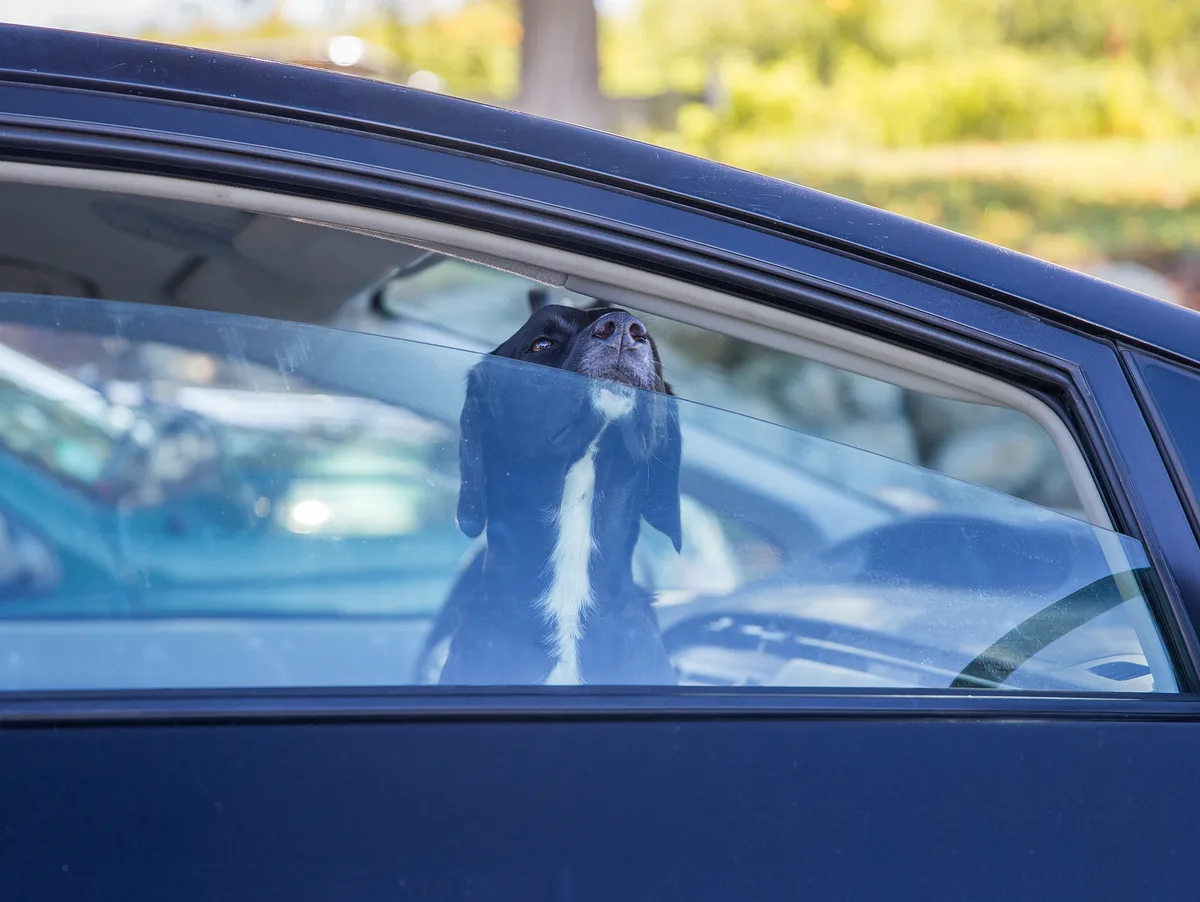 Hund im Auto, Symbolfoto