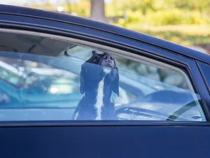 dog pokes its muzzle out of the car window. black labrador looking through car window Hund im Auto, Symbolfoto