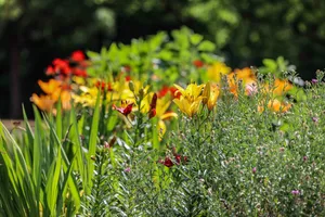 Sommerserie, Folge1, Stadtgärtner, Janik Hafermalz, Geschäftsbereichsleiter, Städtische Betriebe, Brenzpark, Heidenheim, Die HZ-Sommerserie „Sommermacher“ startet am 8. August 2026.