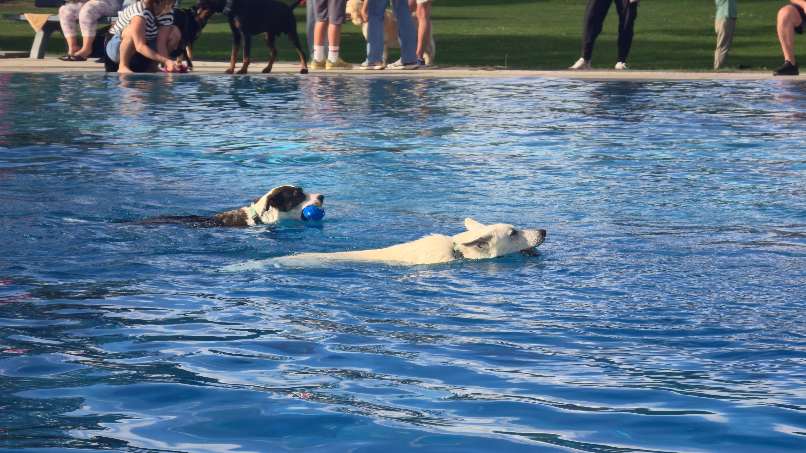 Beim Hundebadetag im Naubad in Langenau durften die Vierbeiner noch einmal ins Wasser.