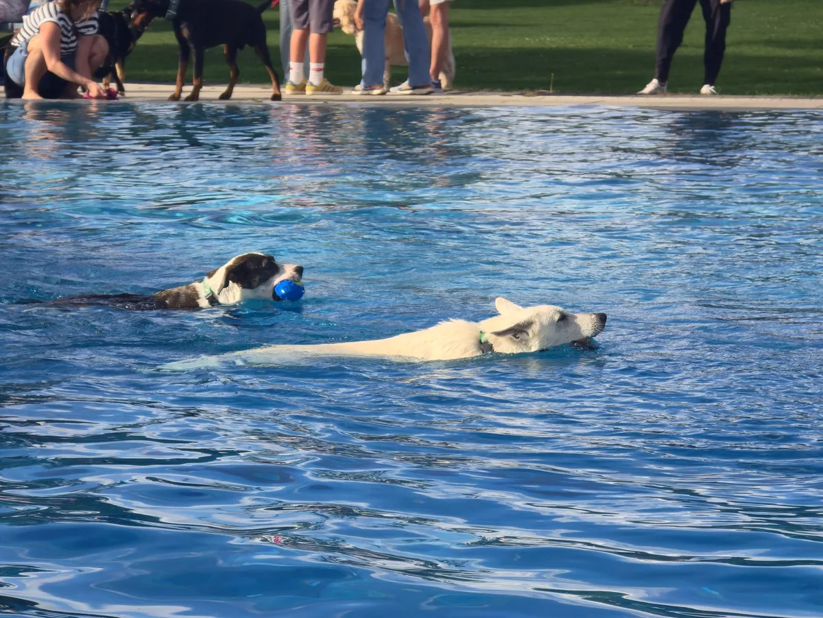 Hundeschwimmen Langenau swp Beim Hundebadetag im Naubad in Langenau durften die Vierbeiner noch einmal ins Wasser.