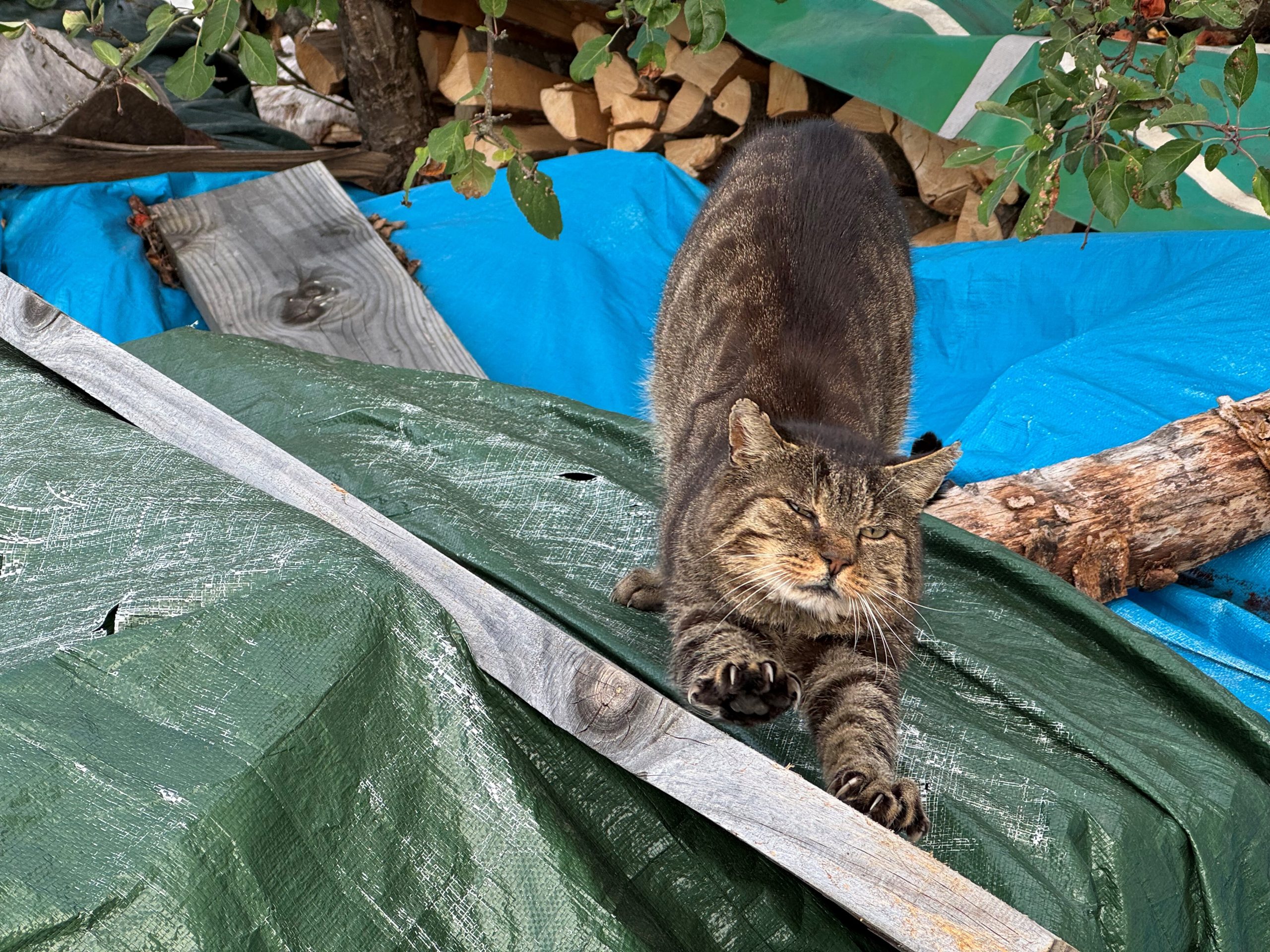 Freigänger-Katzen müssen ab kommenden April auch in Königsbronn kastriert und registriert sein.