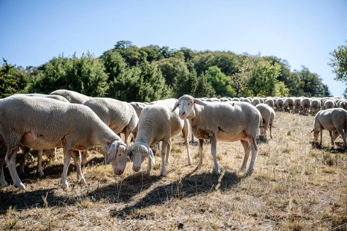 Die Weiden sind fast leer gefressen, das Gras wächst nicht nach. Könnten Schafe tiefer im Wald noch Futter finden?