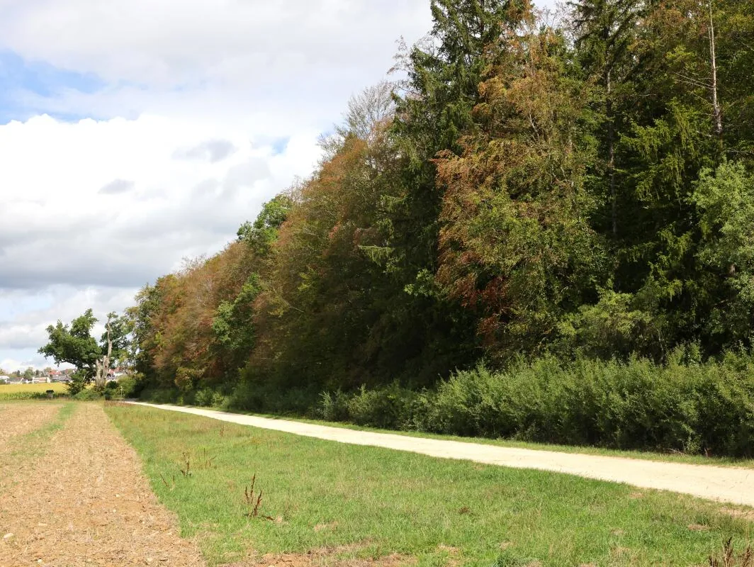 Treffen mit Stadtwald-Revierleiter Michael Günther Taub: Was macht die Hitze und Trockenheit mit dem Wald? Auch der Giengener Stadtwald trägt bereits die Spuren des Hitzesommers: An vielen Bäumen verfärben sich die Blätter vorzeitig braun und gelb.