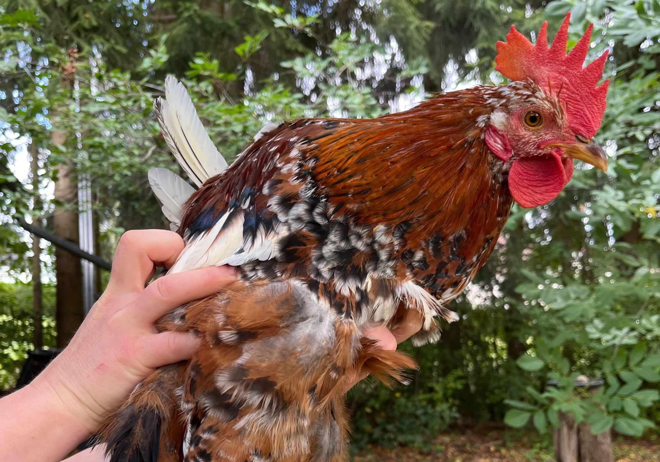 Mit diesem Foto von einem Schwedischen Blumenhuhn suchte das Landratsamt nach einem neuen Zuhause für die Hühnerschar aus dem Tierschutz.