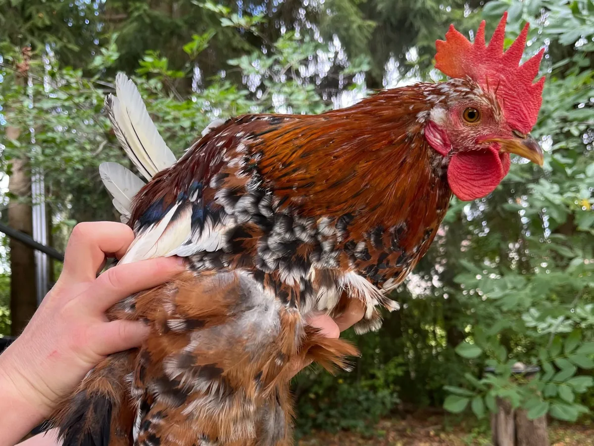 Mit diesem Foto von einem Schwedischen Blumenhuhn suchte das Landratsamt nach einem neuen Zuhause für die Hühnerschar aus dem Tierschutz. Mit diesem Foto von einem Schwedischen Blumenhuhn suchte das Landratsamt nach einem neuen Zuhause für die Hühnerschar aus dem Tierschutz.