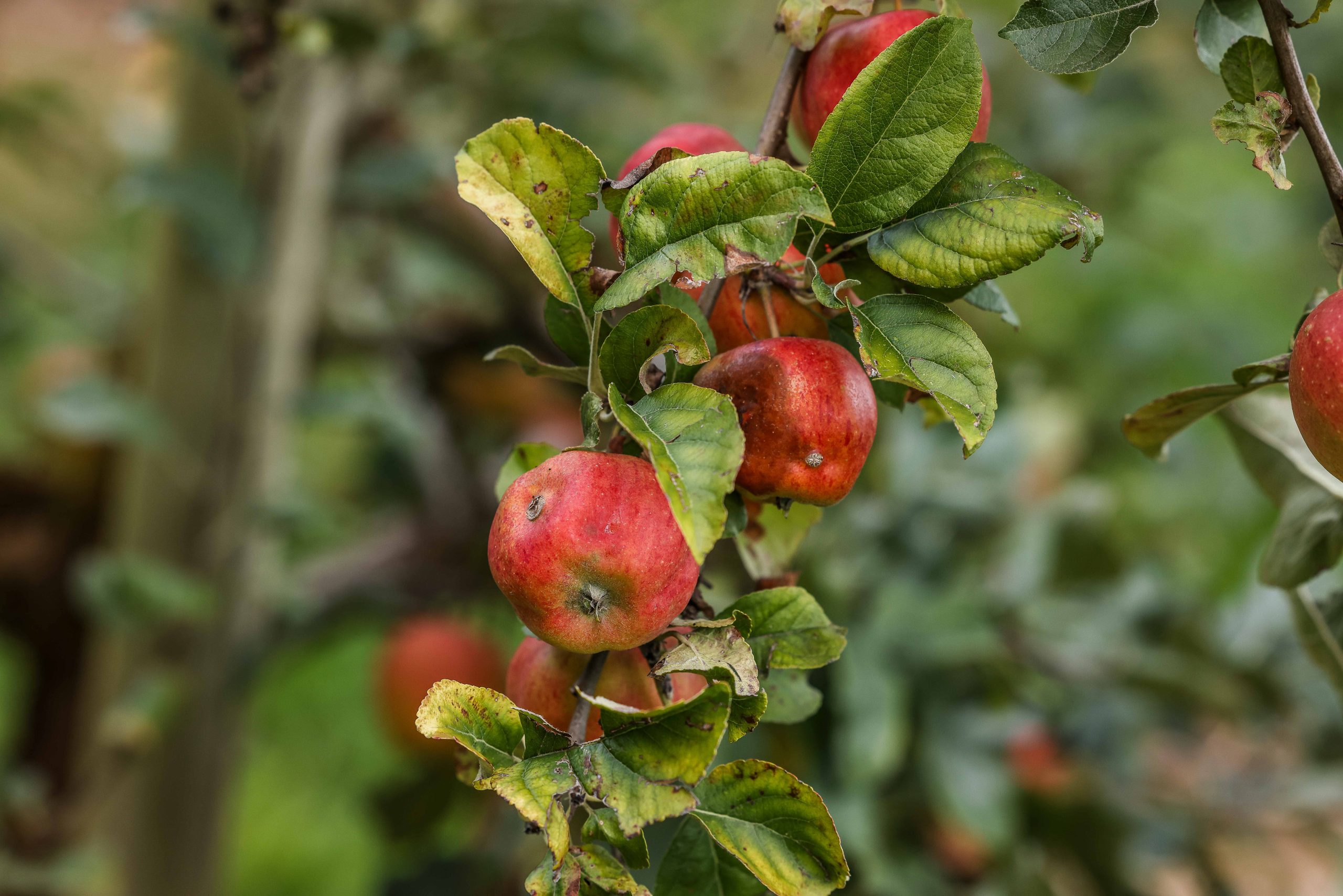 Wo ein gelbes Band am Stamm eines Obstbaumes leuchtet, ist das Pflücken erlaubt.