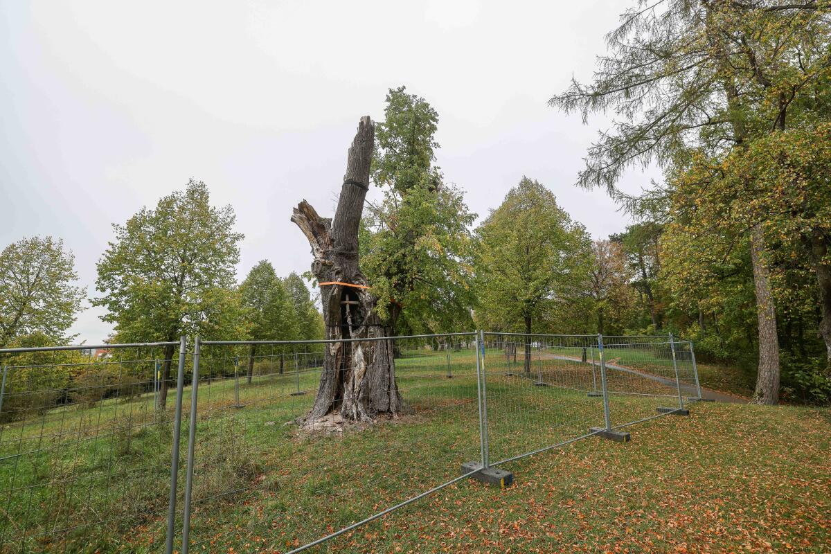Sichtbar nicht mehr gesund: Die Giengener Stadtverwaltung empfiehlt, die markante Linde auf dem Schießberg unweit des Tanzkreises in absehbarer Zeit „abzubauen“. 