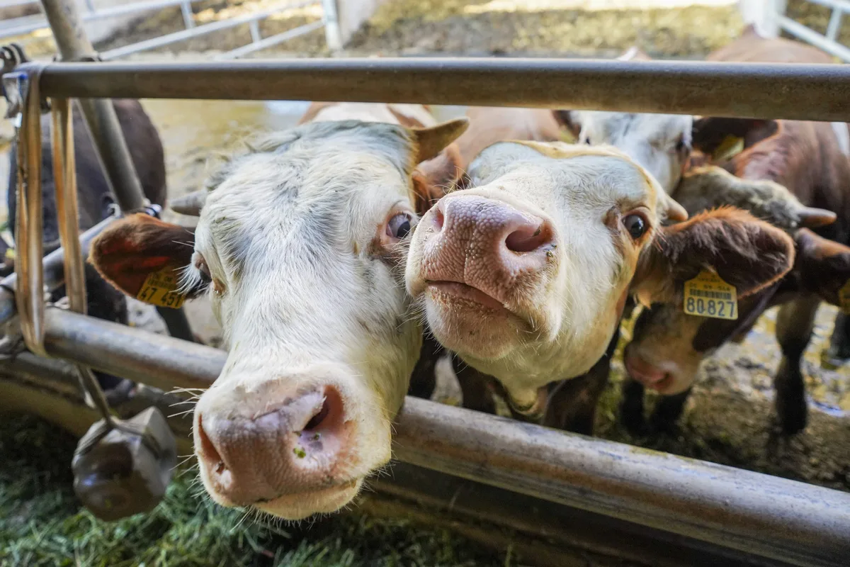 So gut wie diesen Kühen ging es den Tieren eines Landwirts aus Günzburg nicht. Sie wurden in Anbindung gehalten und eine Kette hatte sich in das Fleisch einer Kuh gebohrt. Wegen Tierquälerei stand der Landwirt jetzt vor Gericht. 
