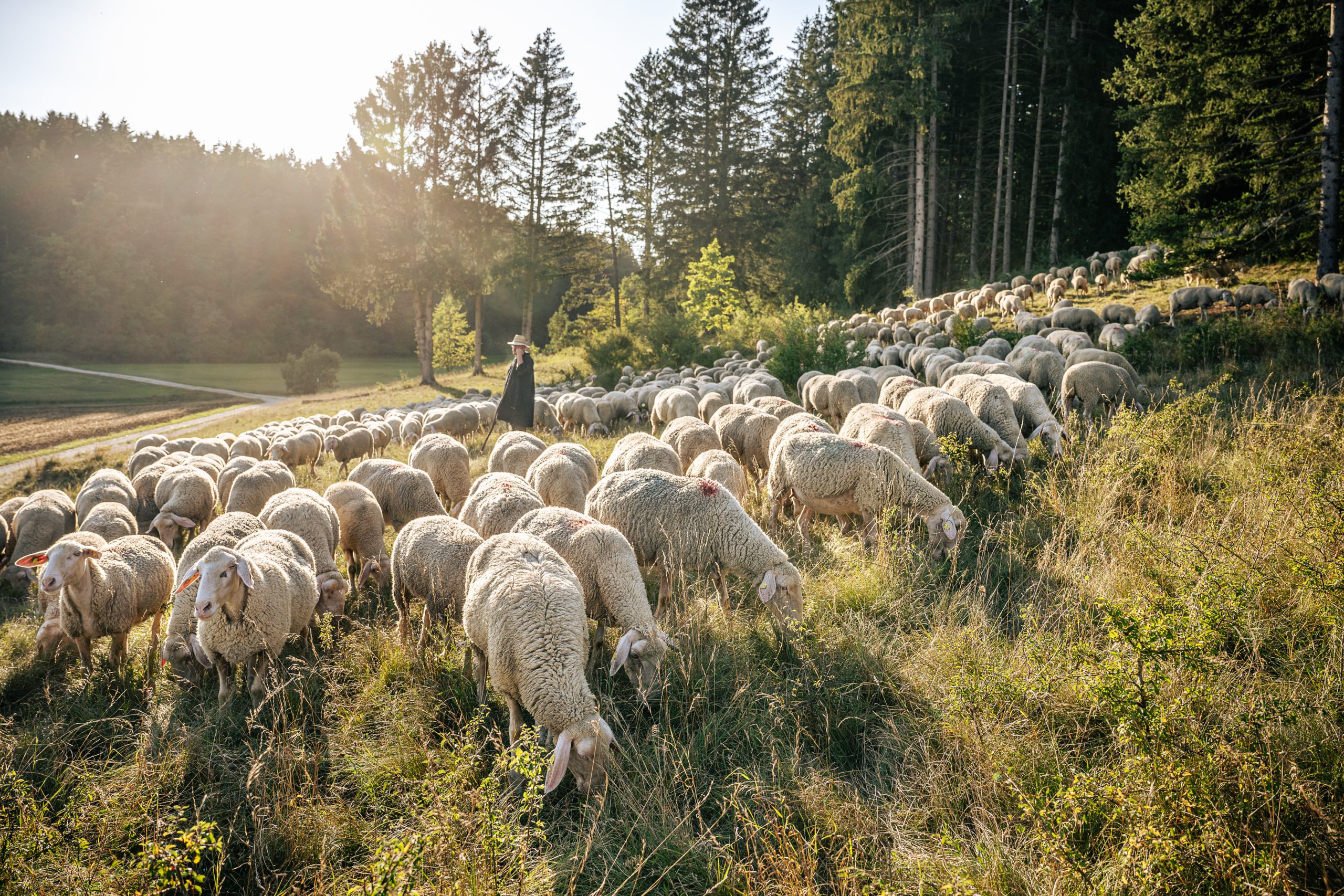 Schäfer Banzhaf ist mit seiner Schafherde unterwegs im Hungerbrunnental. Bei der Auftaktwanderung der Albschäferwoche am 3. Oktober können Besucher die Schäferei und die Landschaft rund um das Hungerbrunnental erleben.