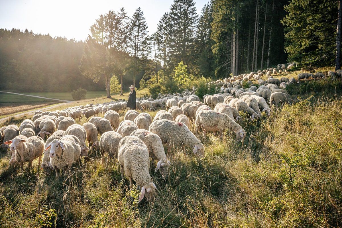 Alb Shepherd's Week in the Heidenheim district: Hiking, culture ...