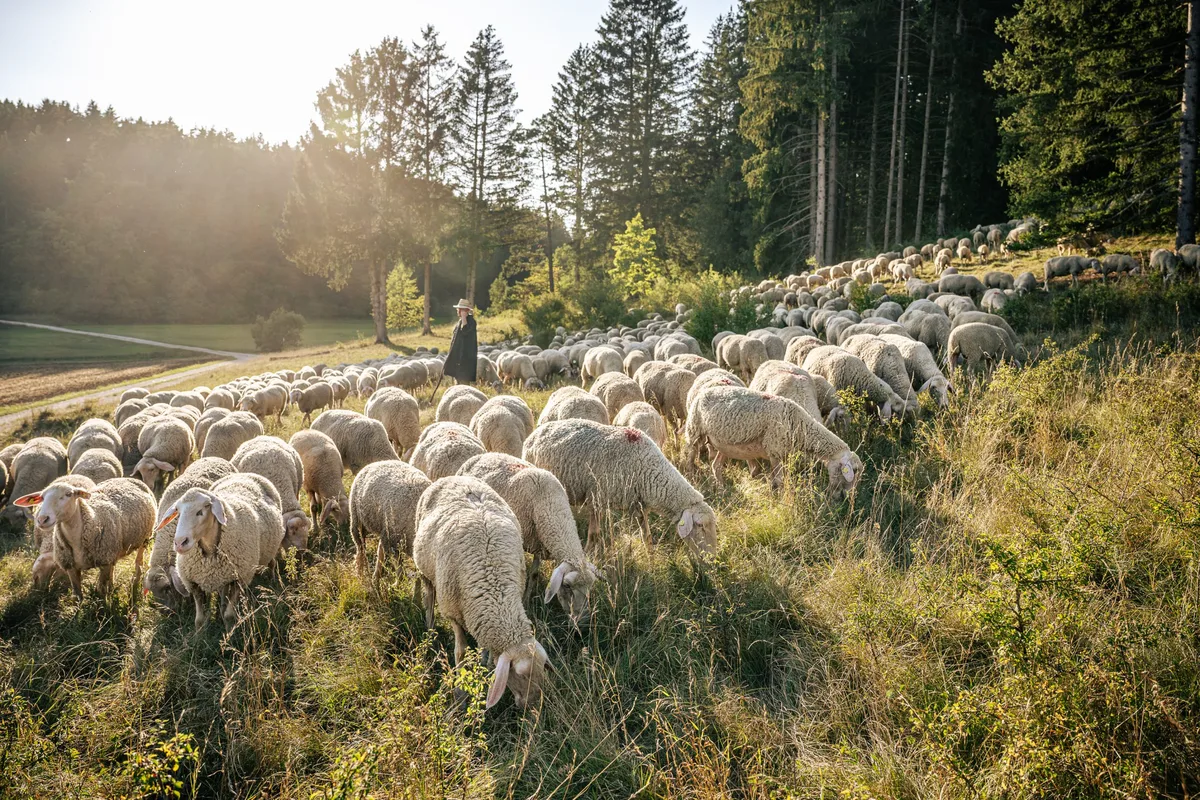 Schäferei Banzhaf Heldenfingen Schäfer Banzhaf ist mit seiner Schafherde unterwegs im Hungerbrunnental. Bei der Auftaktwanderung der Albschäferwoche am 3. Oktober können Besucher die Schäferei und die Landschaft rund um das Hungerbrunnental erleben.