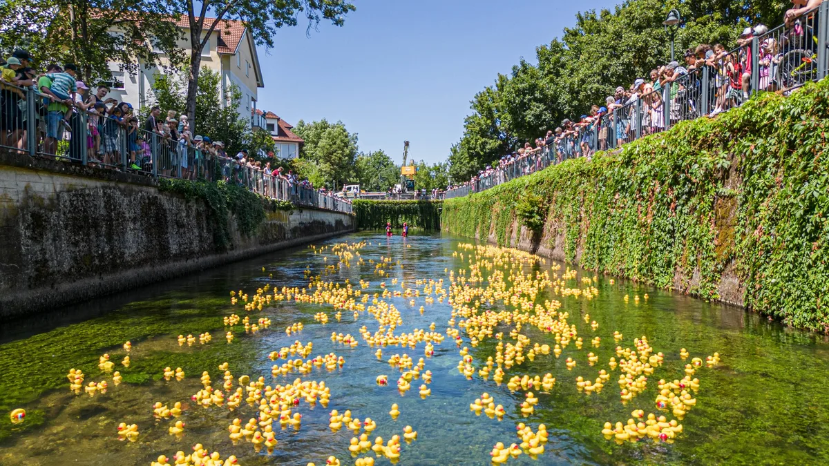 Alles im Fluss: Ein Meer an gelben Enten schwamm am Samstag die Brenz hinab.