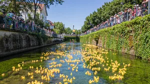Giengen: Entenrennen 2026 Alles im Fluss: Ein Meer an gelben Enten schwamm am Samstag die Brenz hinab.