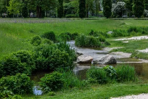 Heidenheim, Mai, Pflanzen, Blumen, Wochenende, Brenzpark, Angesichts der Hitze kann der Brenzpark mit Wasser zum Abkühlen dienen.