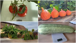 Die prächtigsten Ernteerfolge von HZ-Lesern im Sommer 2026.
