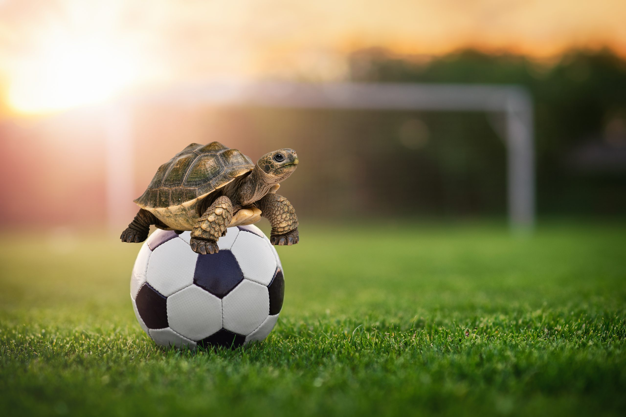 Ran an den Ball: In der Kreisliga A3 geht die Saison am Sonntag, 16. August, los. Dann werden wieder auch „Schildkröten“ um Punkte kämpfen.