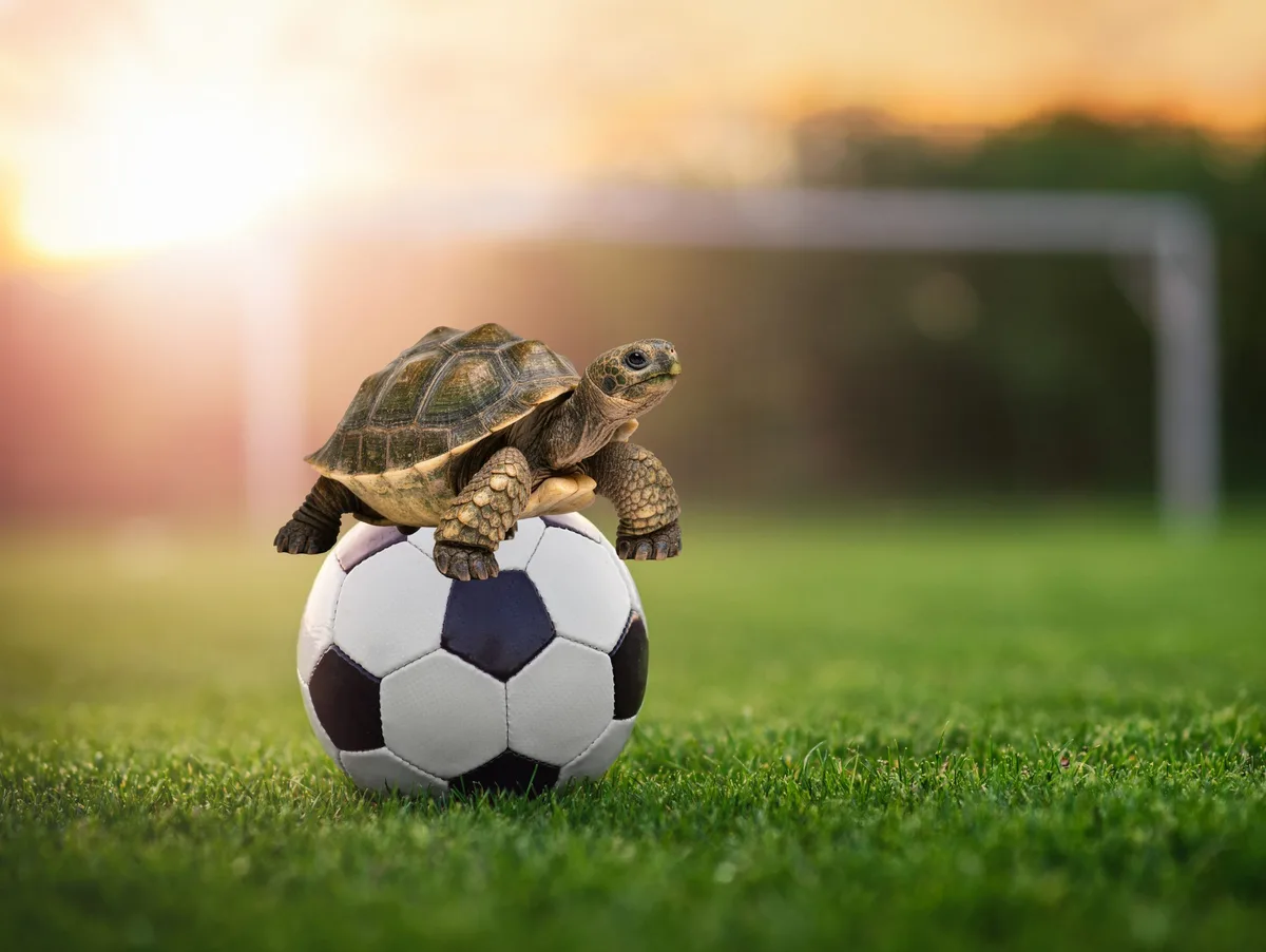 Extra super tolles Bild nur für Edgar Ran an den Ball: In der Kreisliga A3 geht die Saison am Sonntag, 16. August, los. Dann werden wieder auch „Schildkröten“ um Punkte kämpfen.