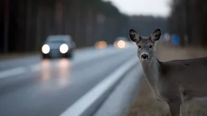 Wild deer standing on roadside near forest with cars passing Ein Reh bei Dämmerung am Straßenrand, Symbolbild.