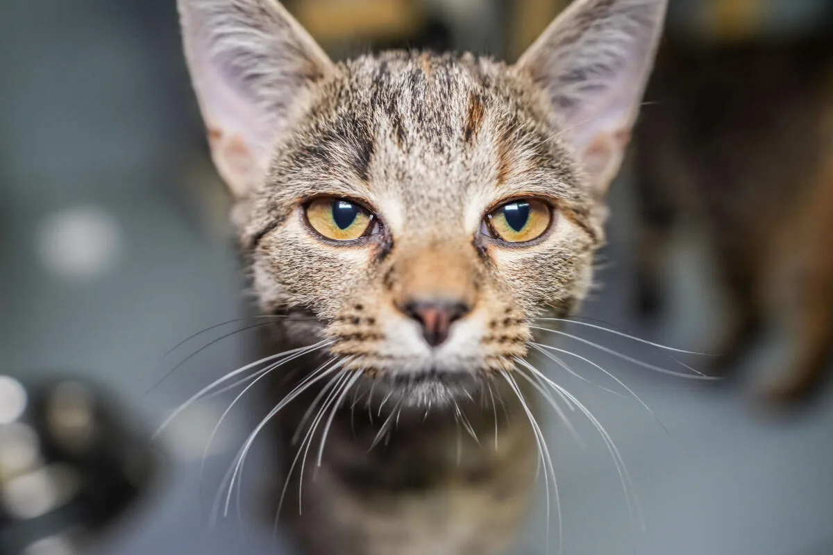 Zum Wohl der Katzen wurde eine neue Katzenschutzverordnung in Niederstotzingen festgelegt. 