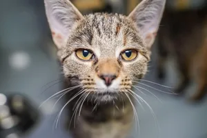 Als Zeitspender im Tierheim mit Hunden spazieren gehen oder Katzen streicheln – alltagsengel Zum Wohl der Katzen wurde eine neue Katzenschutzverordnung in Niederstotzingen festgelegt.