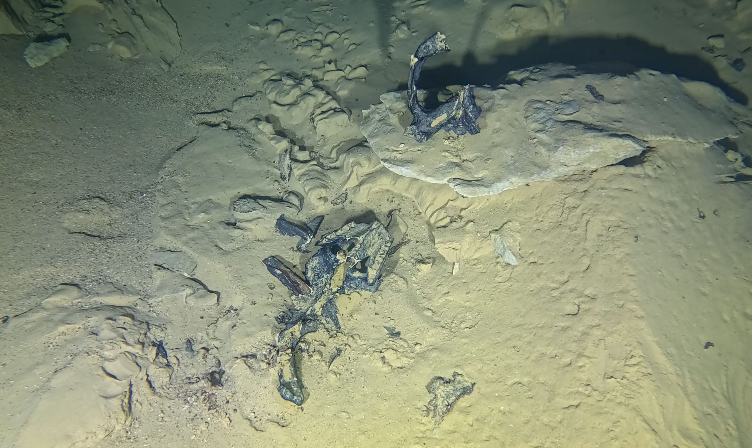 Dieser Schädel eines 155 Millionen Jahre alten Meereskrokodils wurde zufällig in der Brenzhöhle entdeckt.