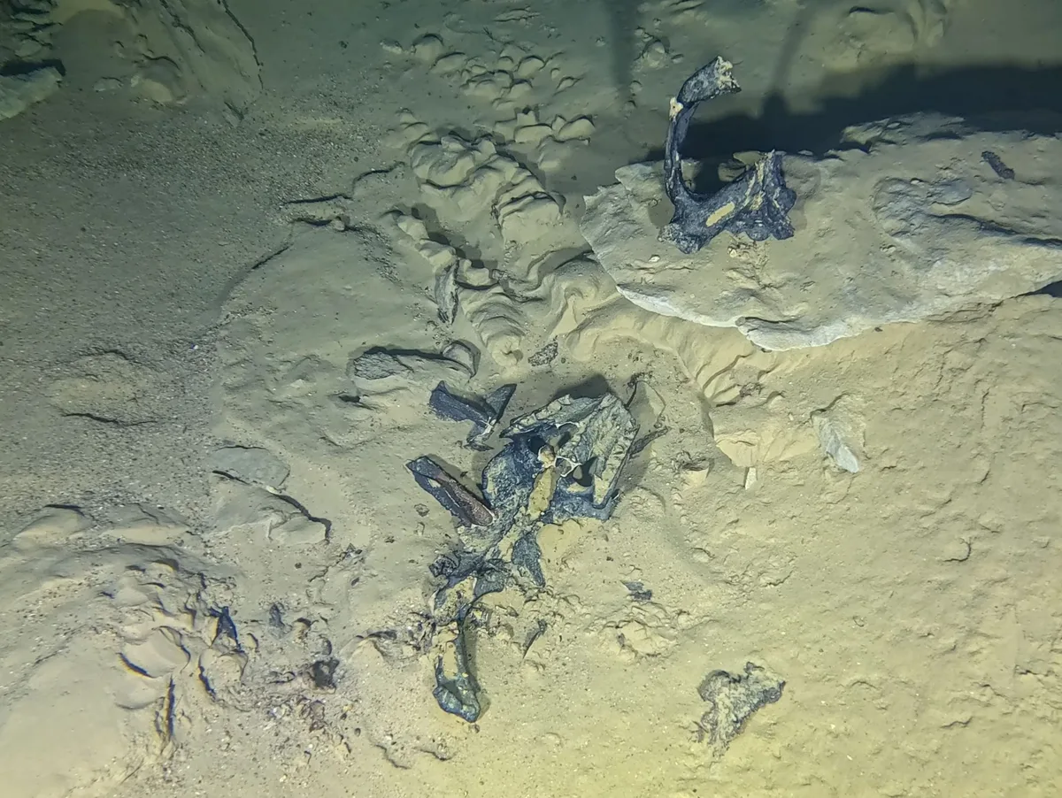 Bild Krokodilskopf mit Honorar Dieser Schädel eines 155 Millionen Jahre alten Meereskrokodils wurde zufällig in der Brenzhöhle entdeckt.