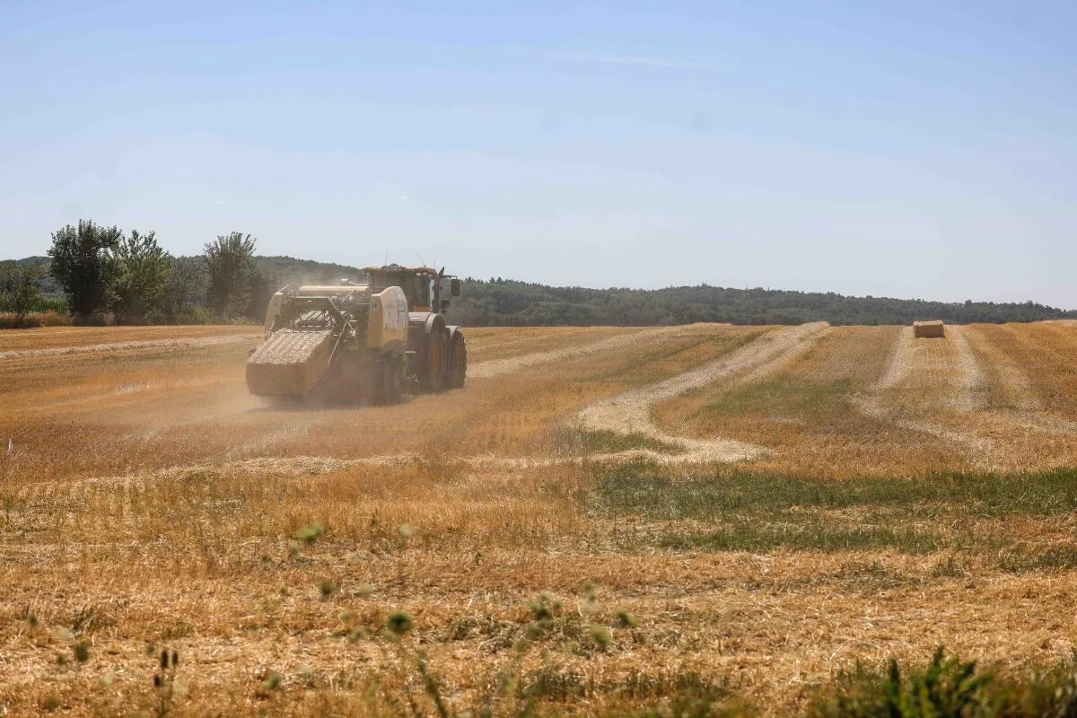 Die Ernte ist in in der Region vollem Gange - deutlich früher als im durchschnittlichen Mittel. Ursache sind Hitze und anhaltende Trockenheit. 