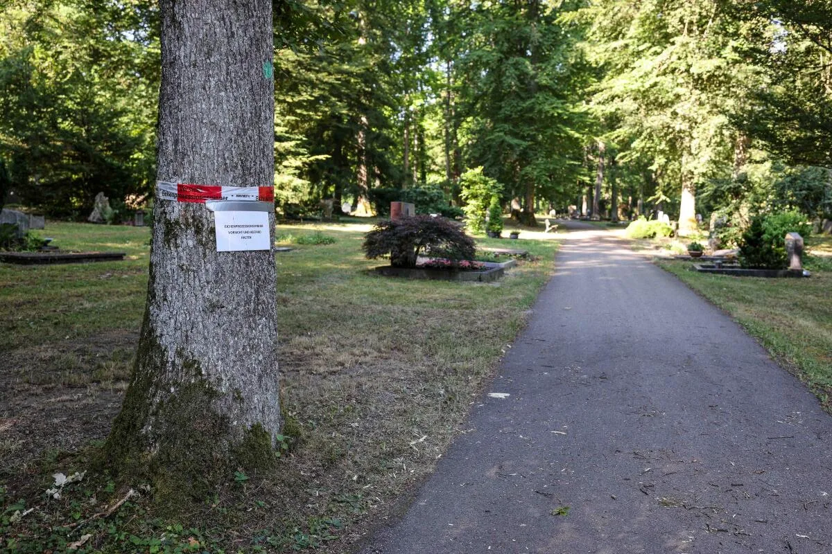 An zahlreichen Bäumen auf dem Heidenheimer Waldfriedhof wird derzeit vor dem Eichenprozessionsspinner gewarnt.