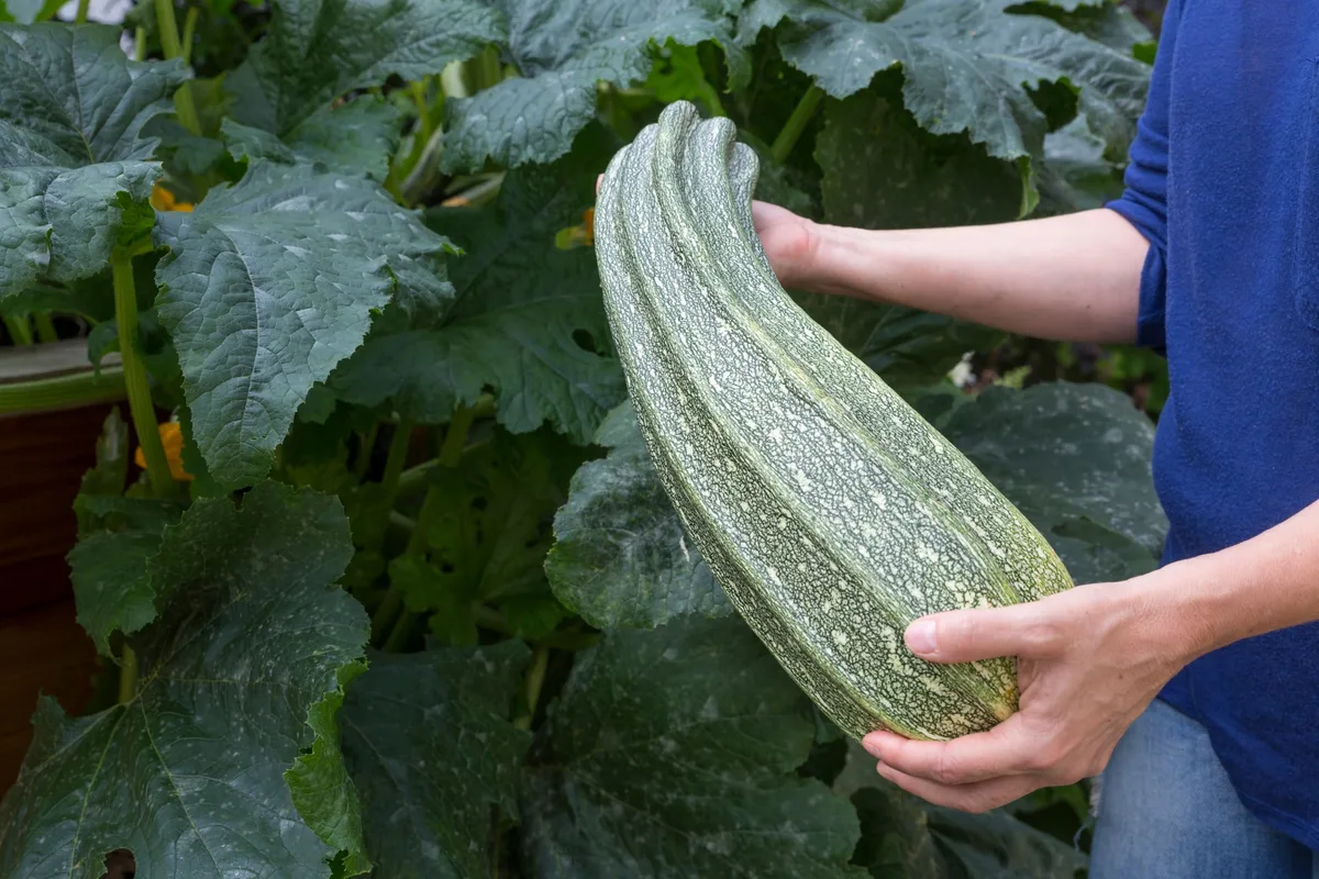 Gibt’s in Ihrem Garten Riesengemüse? Wenn ja, dann schicken Sie uns ein Foto an online@hz.de.