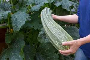 Gibt’s in Ihrem Garten Riesengemüse? Wenn ja, dann schicken Sie uns ein Foto an online@hz.de.