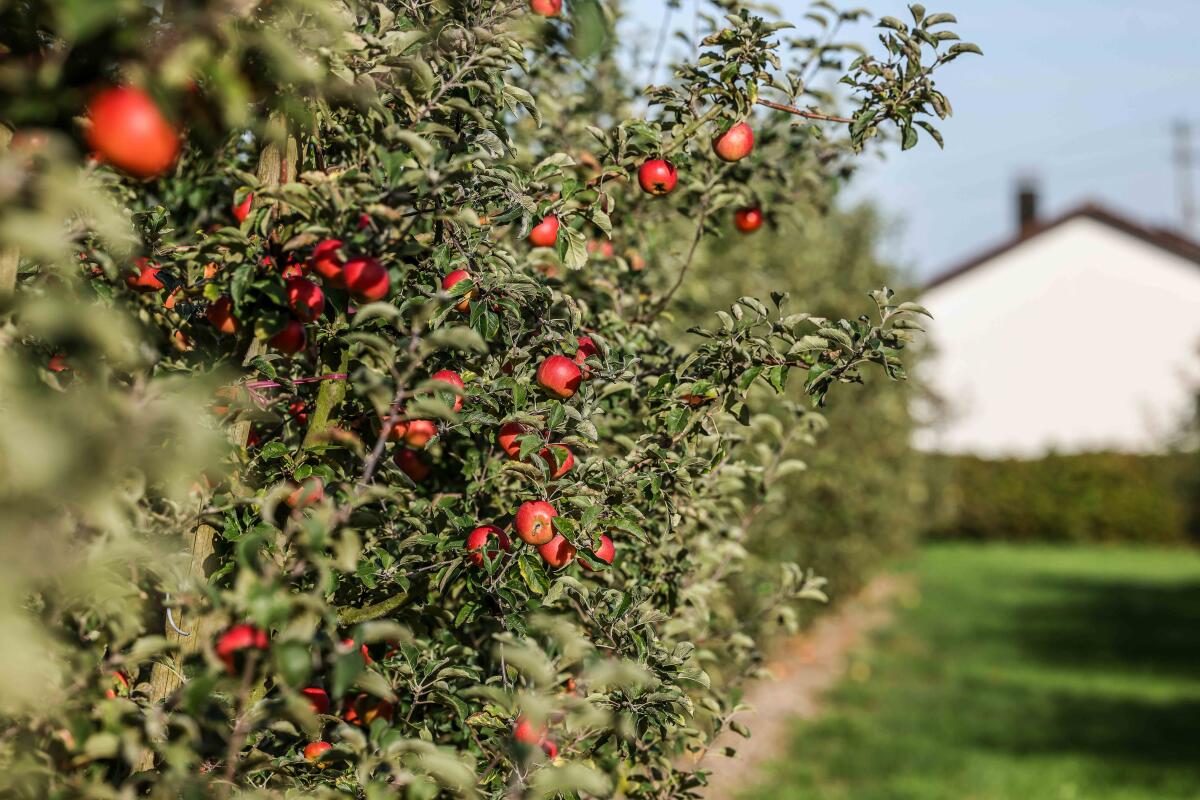 Dutzende Apfelsorten sind im Obstlehrgarten in Bergenweiler zu finden.