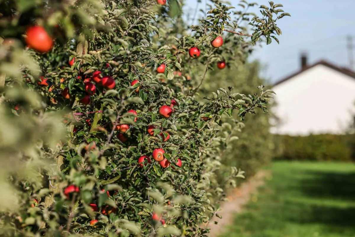 Obstlehrgarten, Bergenweiler, Lehrgarten, Äpfel, Apfel, Apfelbaum, Dutzende Apfelsorten sind im Obstlehrgarten in Bergenweiler zu finden.