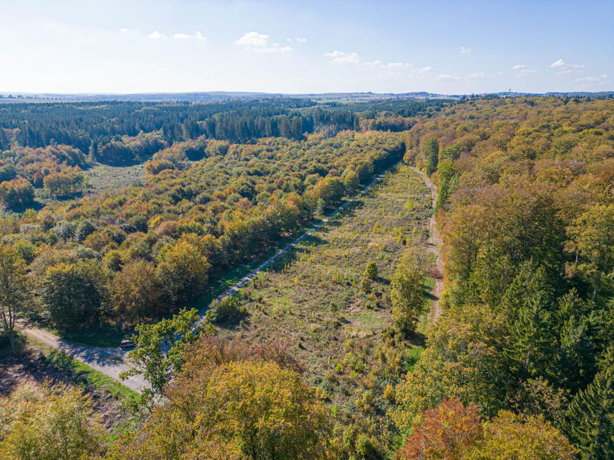 Auf der Versuchsfläche bei Dettingen (Bildmitte) wurden 2021 auf 12.000 Quadratmetern vier Baumarten gepflanzt.
