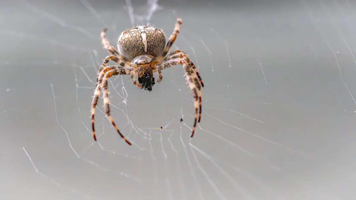 Eine Spinne im Innenraum eines Autos hat einen schweren Unfall ausgelöst. 