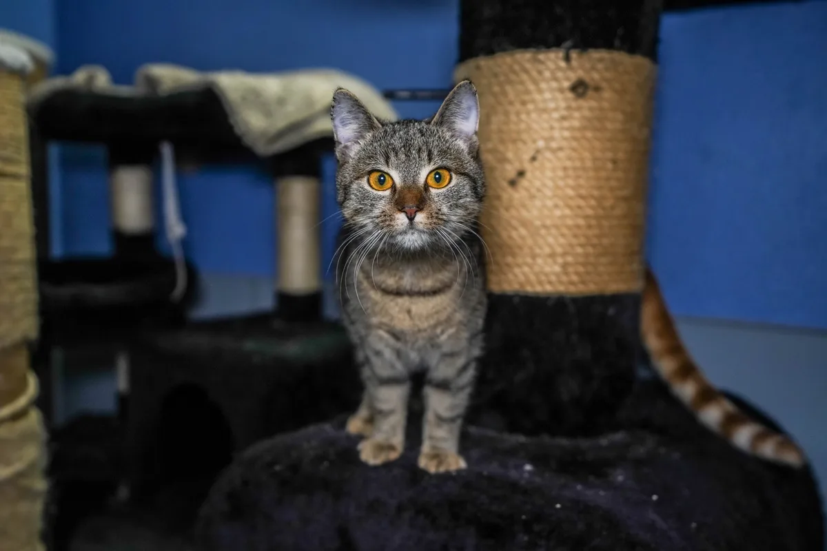 Das Tierheim in Geislingen braucht Katzenstreu und helfende Hände. Diese sind auch im Heidenheimer Tierheim, wo das Foto entstand, willkommen. 
